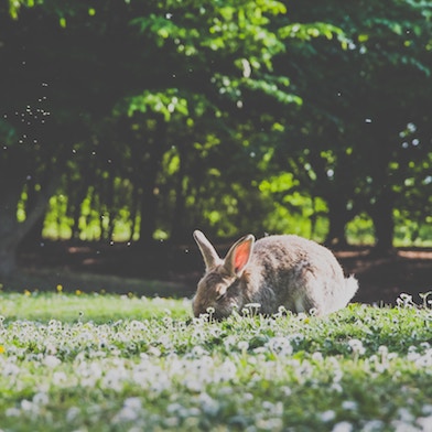 energy levels bunny field